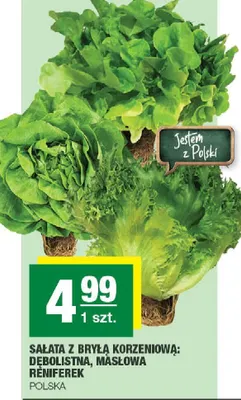 Sałata z bryłą korzeniową: dębolistna, masłowa Remferek promocja w SPAR
