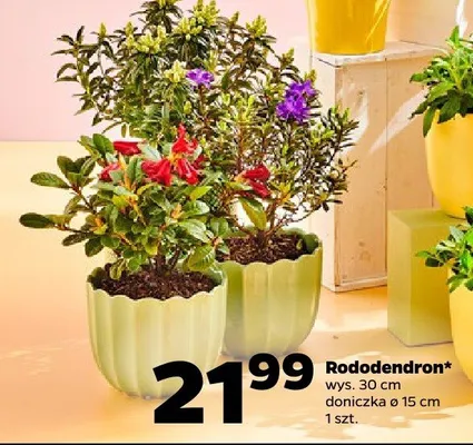 Rododendron promocja w Netto