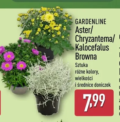 Aster Gardenline promocja w Aldi
