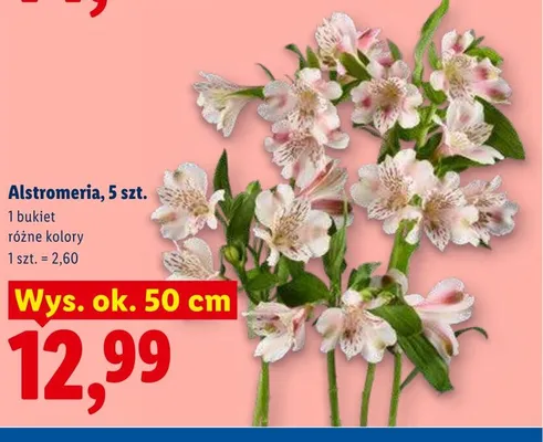 Alstromeria 5szt. wys. ok. 50cm promocja w Lidl
