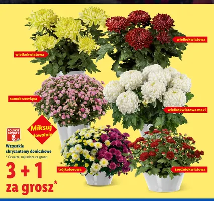 Chryzantema doniczkowa wielkokwiatowa maxi promocja w Lidl