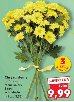 Chryzantemy dł. 70 cm, różne kolory promocja w Kaufland
