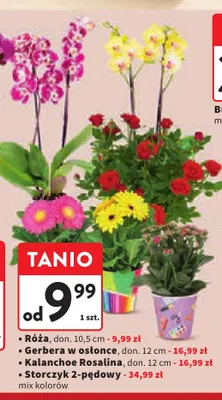 Róża don. 10,5 cm promocja w Intermarche
