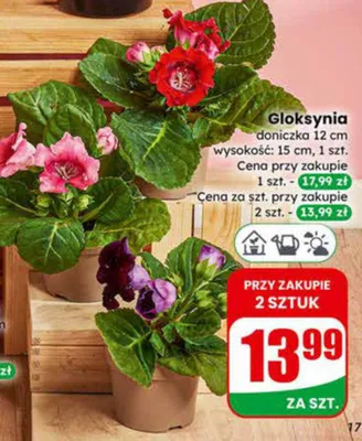 Gloksynia promocja w Dino
