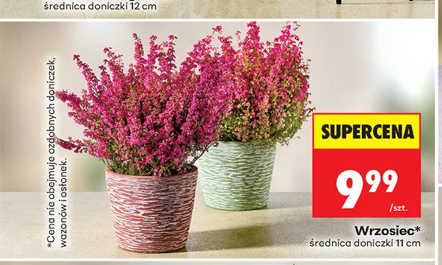 Wrzosiec promocja w Biedronka