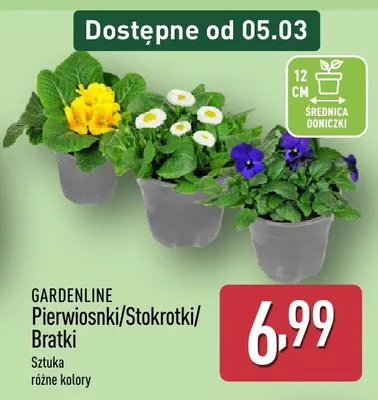 Pierwiosnki/Stokrotki/Bratki promocja w Aldi