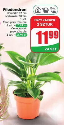Filodendron promocja w Dino
