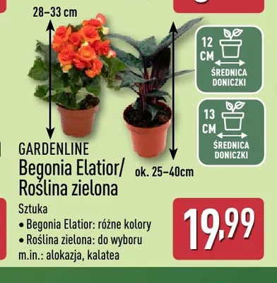 Roślina zielona Gardenline promocja w Aldi