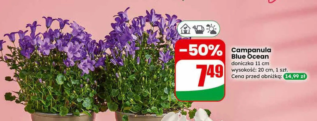Campanula Blue Ocean doniczka 11cm promocja w Dino