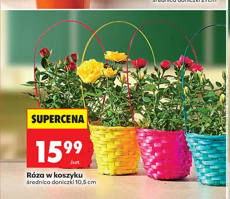 Róża w koszyku promocja w Biedronka