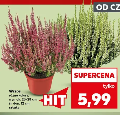 Wrzos promocja w Kaufland