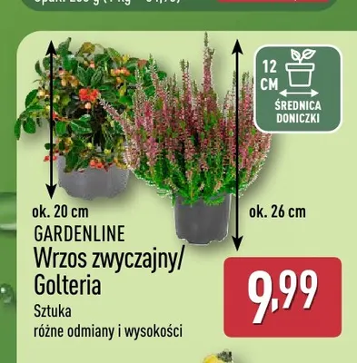 Wrzos zwyczajny Gardenline promocja w Aldi