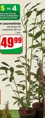 Krzew Laurowiśnia doniczka C5 promocja w Dino