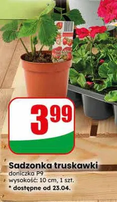 Sadzonka truskawki promocja w Dino