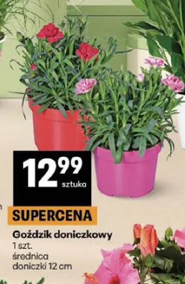 Goździk doniczkowy promocja w Delikatesy Centrum