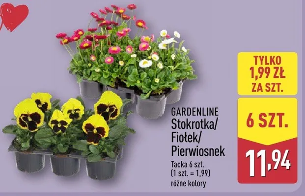 Stokrotka 6 szt. promocja w Aldi