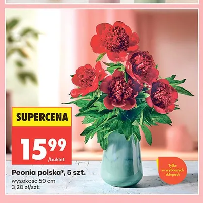 Peonia polska 5szt. wysokość 50cm promocja w Biedronka