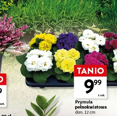 Prymula pełnokwiatowa don. 12cm promocja w Intermarche