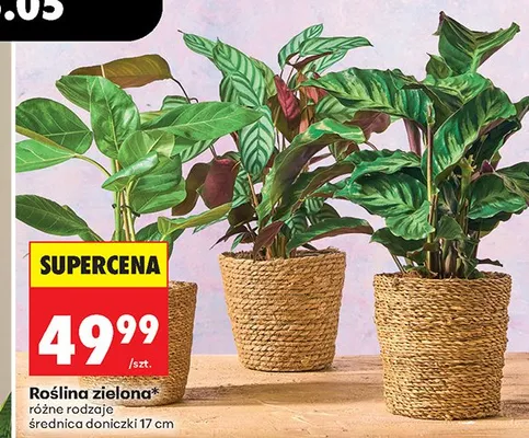 Roślina zielona średnica doniczki 17cm promocja w Biedronka