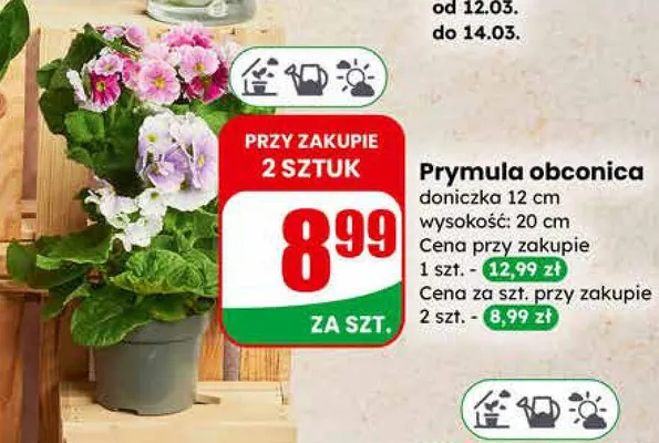 Prymula obconica doniczka 12cm promocja w Dino