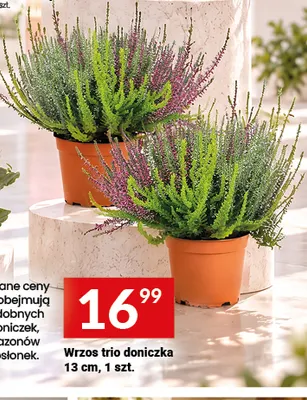 Wrzos trio doniczka 13 cm promocja w Twój Market
