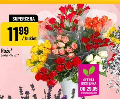 Róże promocja w POLOmarket