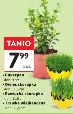Bukszpan doniczkowy promocja w Intermarche