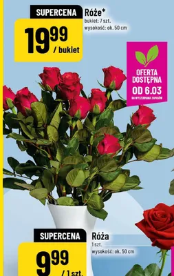 Róża promocja w POLOmarket