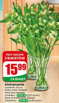 Alstromeria wysokość 50cm promocja w Dino