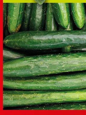 Ogórek szklarniowy promocja w Kaufland