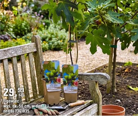 Figowiec wys. ok. 50 cm promocja w OBI