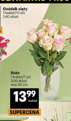 Róża wys. 50cm promocja w Delikatesy Centrum