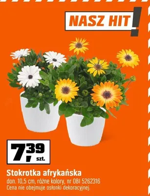 Stokrotka afrykańska don. 10,5cm, różne kolory promocja w OBI