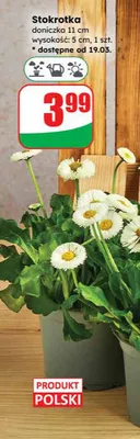 Stokrotka doniczka 11cm wysokość: 5cm promocja w Dino