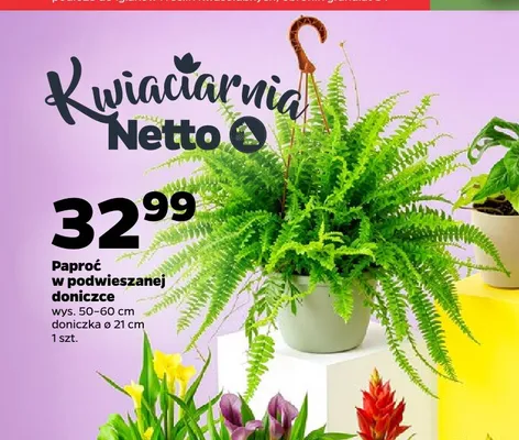 Paproć w podwieszanej doniczce promocja w Netto