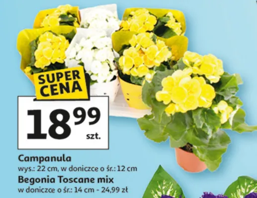 Begonia Toscane mix w doniczce ø śr: 14 cm promocja w Auchan