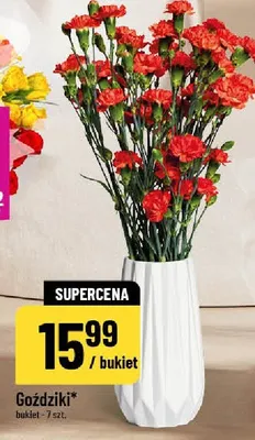 Goździki promocja w POLOmarket