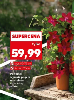 Powojnik wysokie pnącze na stelażu wys. 50-70cm śr. don. 19cm promocja w Kaufland