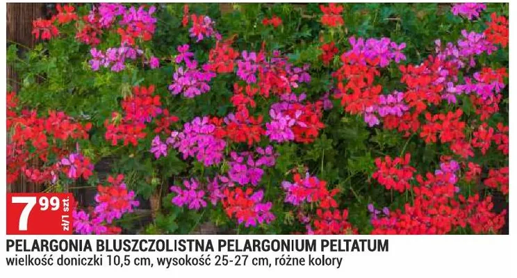 Pelargonia bluszczolistna Pelargonium Peltatum promocja w Merkury Market