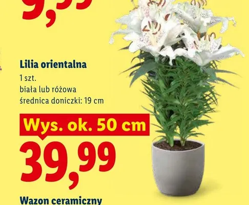 Lilia orientalna różowa promocja w Lidl