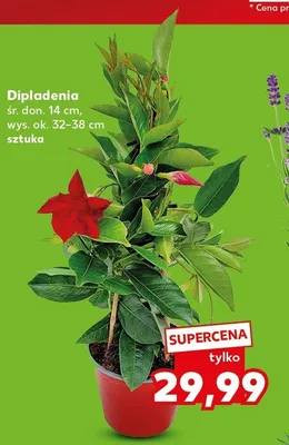 Dipladenia śr. don. 14cm wys. ok. 32-38cm promocja w Kaufland