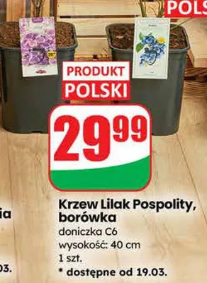 Krzew Lilak Pospolity, borówka doniczka C6 wysokość: 40 cm promocja w Dino