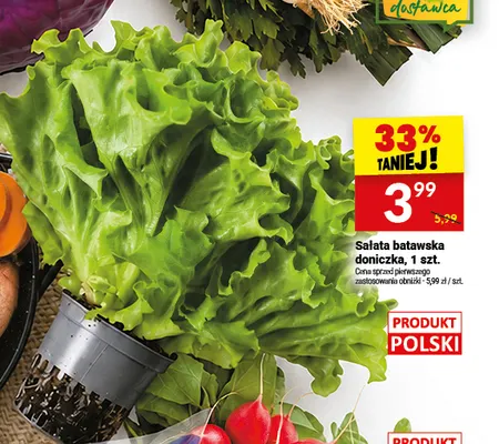Sałata batawska doniczka promocja w Twój Market