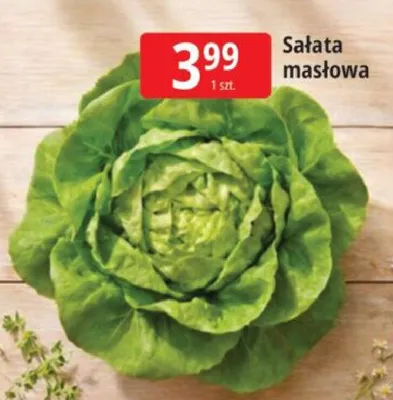 Sałata masłowa promocja w Leclerc