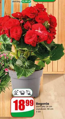 Begonia promocja w Dino