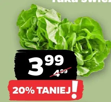 Sałata promocja w Netto