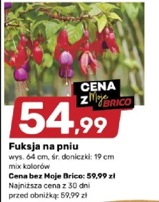 Fuksja na pniu promocja w Bricomarche