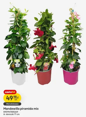 Mandewilla piramida śr. doniczki 17cm promocja w Castorama
