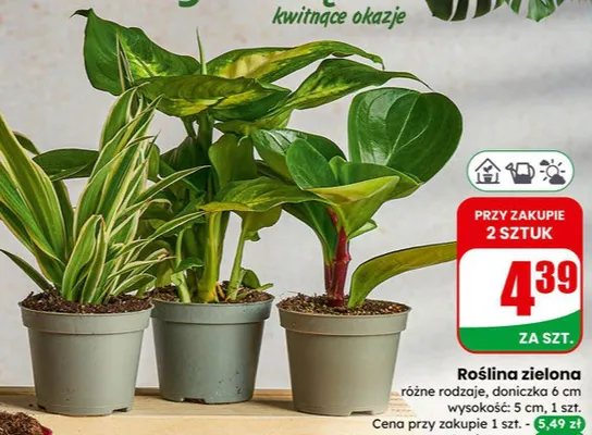 Roślina zielona różne rodzaje, doniczka 6 cm promocja w Dino