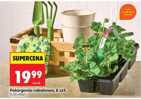 Pelargonia rabatowa promocja w Biedronka
